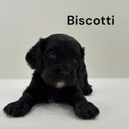 puppy, for, sale, Cocker Spaniel, Joe & Cherri  Overlease, dog, breeder, Miller, MO, dog-breeder, puppy-for-sale, forsale, nearby, find, puppyfind, locator, puppylocator, aca